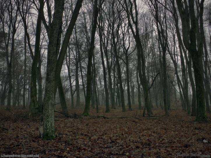  - Хозяйственный двор . Рэшткі парку