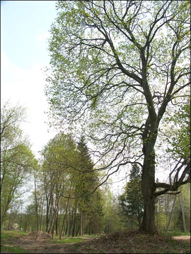 Zieleniewicze. Zespół dworsko-parkowy 