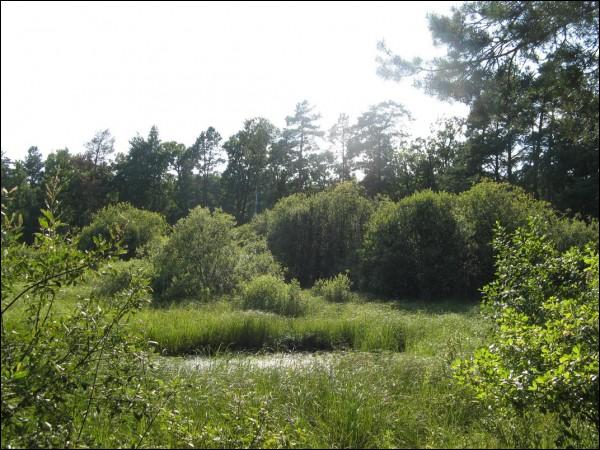 Альманы. Краявіды 