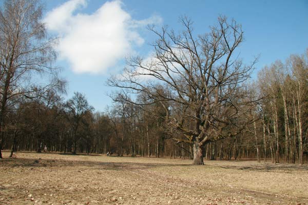  - Manor park Mańkovičy. 