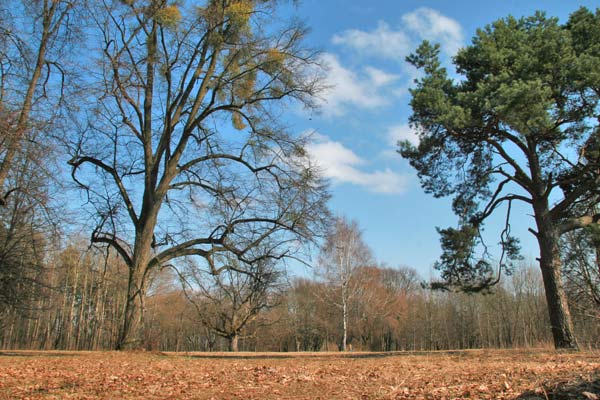  - Manor park Mańkovičy. 