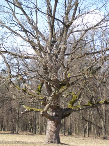  - Manor park Mańkovičy. 