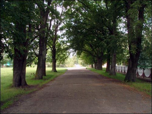 Siachnovičy Małyja.  Manor park of the Kaściuška former Manor-place