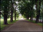 Siachnovičy Małyja.  Manor park of the Kaściuška former Manor-place