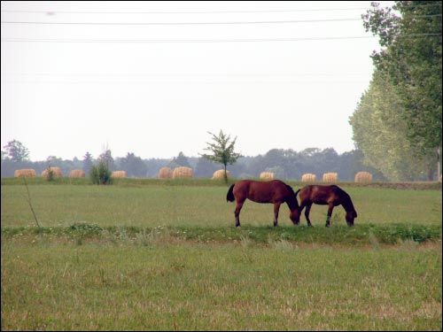 Siachnovičy Małyja. Landscapes 