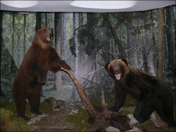 Biełaviežskaja pušča.  Museum