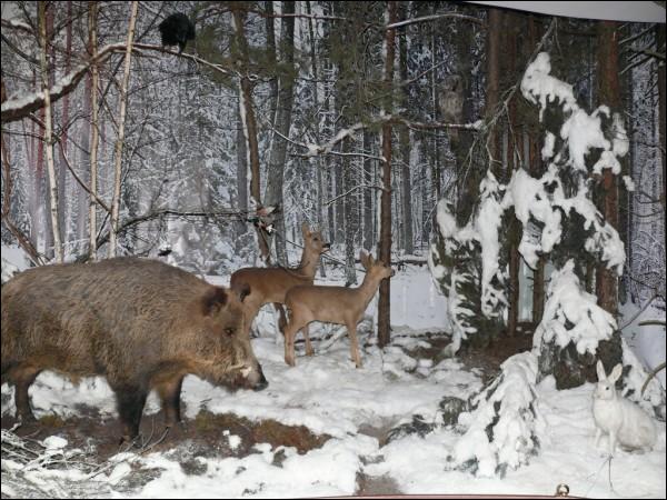 Biełaviežskaja pušča.  Museum