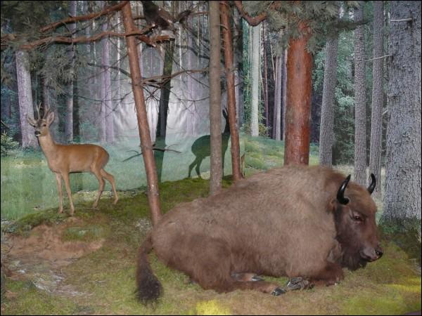 Biełaviežskaja pušča.  Museum