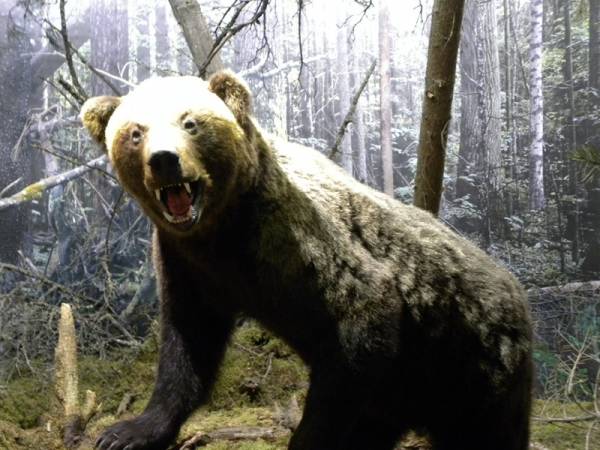 Biełaviežskaja pušča.  Museum