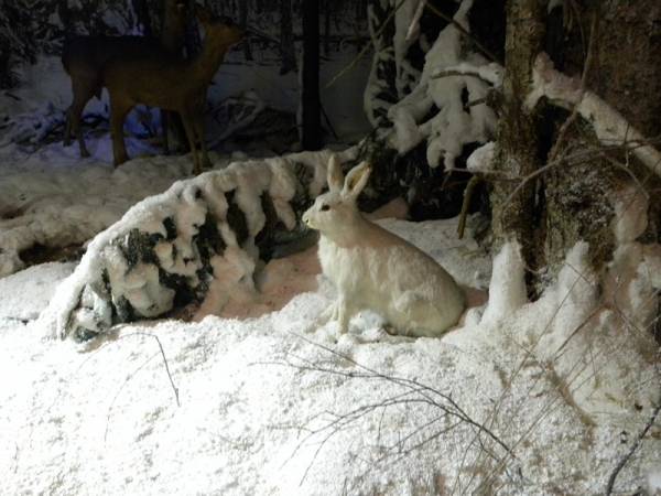 Biełaviežskaja pušča.  Museum