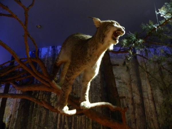 Biełaviežskaja pušča.  Museum