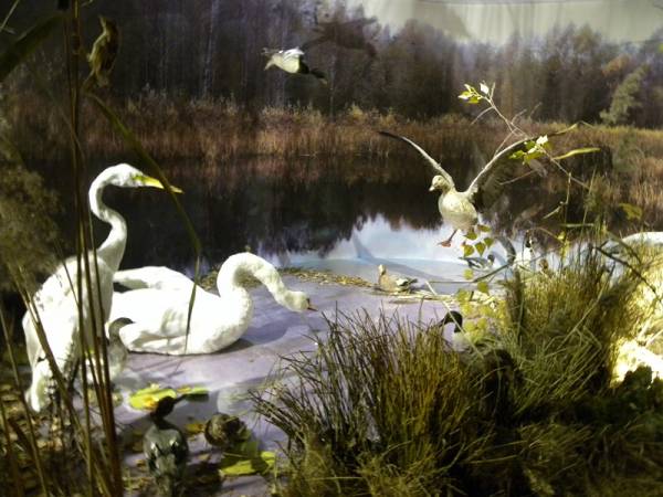 Biełaviežskaja pušča.  Museum