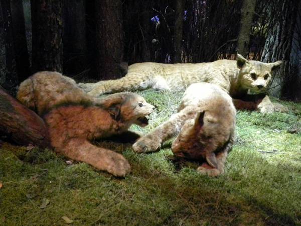 Biełaviežskaja pušča.  Museum