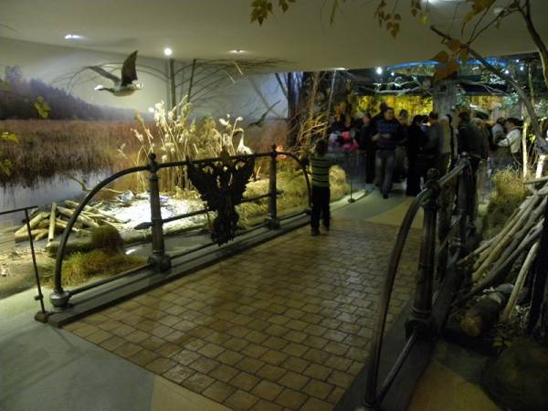 Biełaviežskaja pušča.  Museum