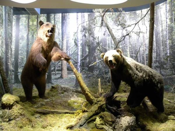 Biełaviežskaja pušča.  Museum