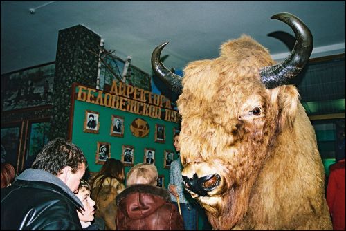 Biełaviežskaja pušča.  Museum