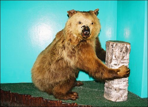 Biełaviežskaja pušča.  Museum