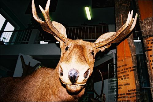 Biełaviežskaja pušča.  Museum