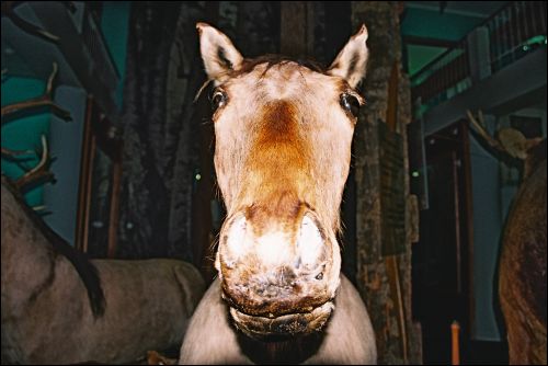 Biełaviežskaja pušča.  Museum
