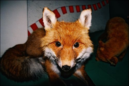 Biełaviežskaja pušča.  Museum