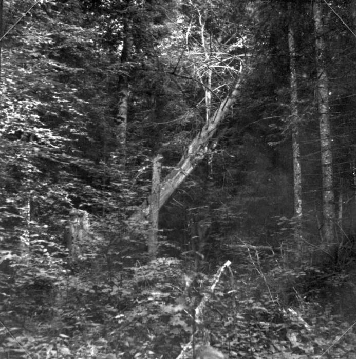 Biełaviežskaja pušča.  Forest at old photographs