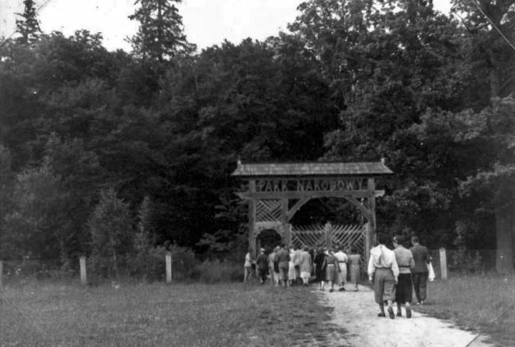 Biełaviežskaja pušča.  Forest at old photographs