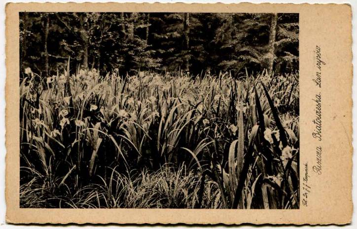 Biełaviežskaja pušča.  Forest at old photographs