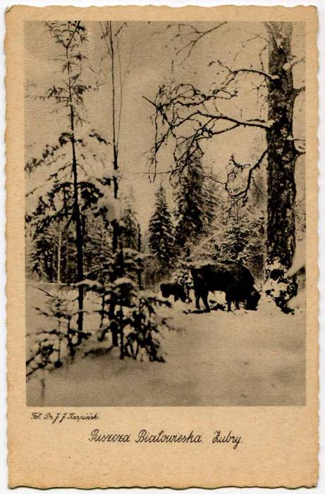 Biełaviežskaja pušča.  Forest at old photographs