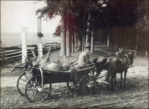 Biełaviežskaja pušča.  Forest at old photographs