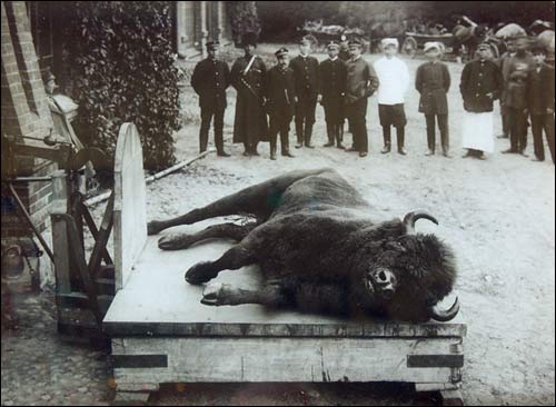 Biełaviežskaja pušča.  Forest at old photographs
