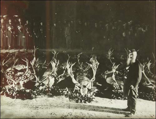 Biełaviežskaja pušča.  Forest at old photographs