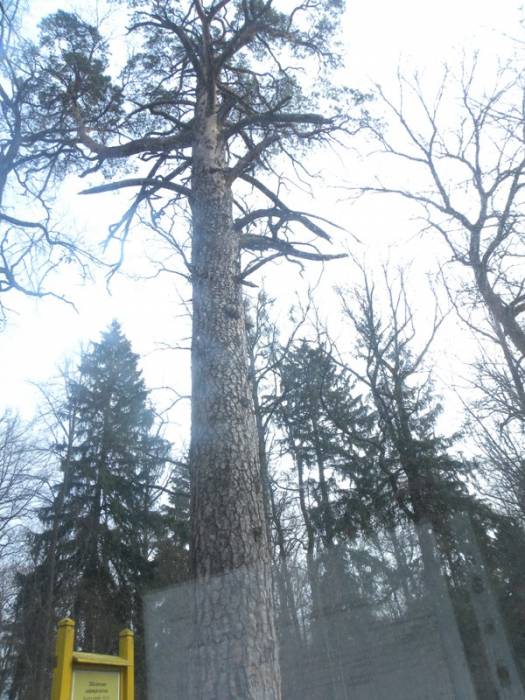 Biełaviežskaja pušča.  Flora