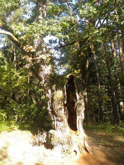 Biełaviežskaja pušča.  Flora