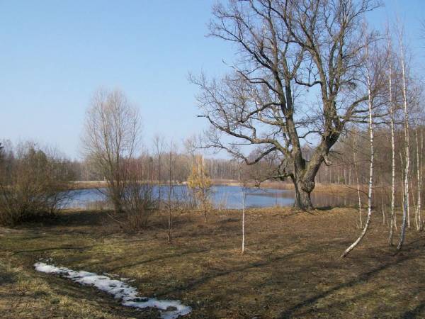 Biełaviežskaja pušča. Landscapes 