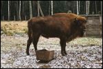 Biełaviežskaja pušča.   Fauna