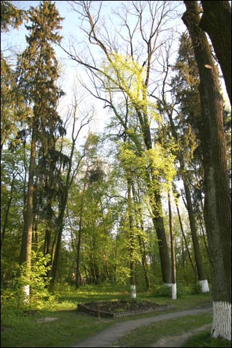 Коренёвка |  Усадебно-парковый ансамбль Паскевичей. В коренёвском парке