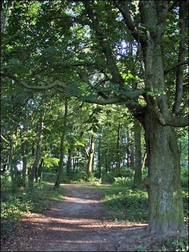 Staraja Bielica. Manor park 