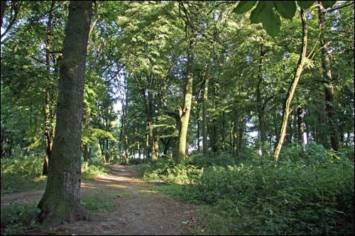 Staraja Bielica. Manor park 