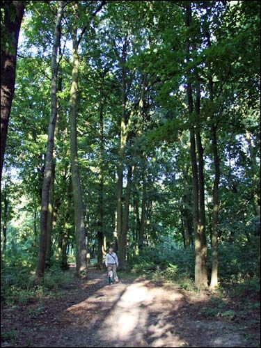 Staraja Bielica. Manor park 