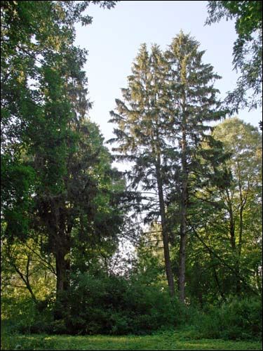 Staraja Bielica. Manor park 