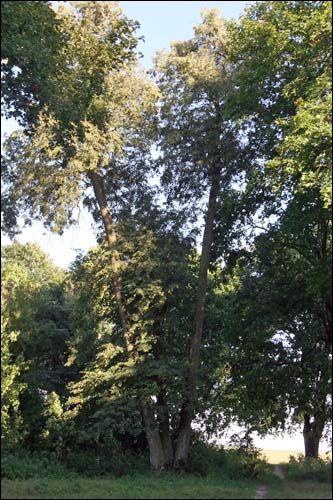 Staraja Bielica. Manor park 