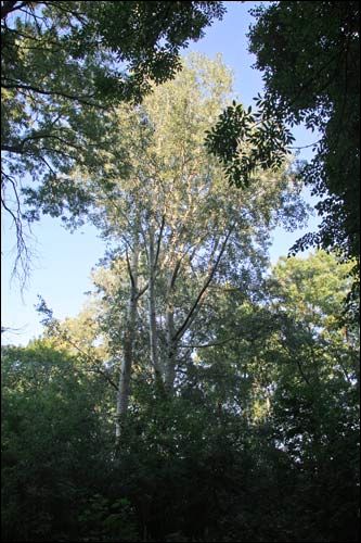 Staraja Bielica. Manor park 