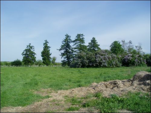 Wodowicze. Park dworski (pozostałości)