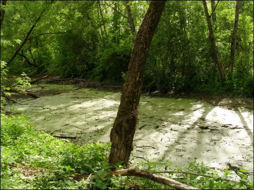  - Dwór Jastrzębskich. Staw za dworem