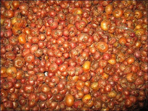 У вёсцы  Харомцах. Цыбуля  - У вёсцы . Цыбуля