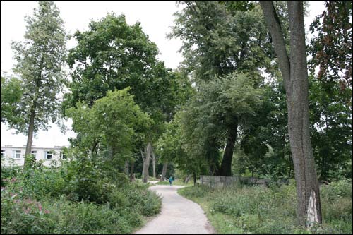  - Zespół pałacowo-parkowy Lachnickich. Pozostałości parku dworskiego (08.2008)
