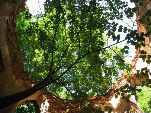 Сэрвач. Капліца-пахавальня Несялоўскіх