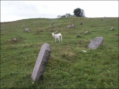 Nowogródek. Cmentarz żydowski