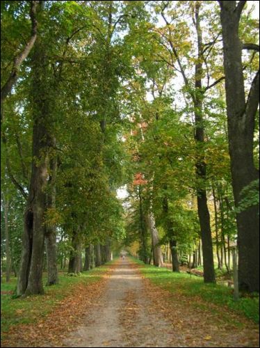  - Zespół pałacowo-parkowy Ogińskich. Aleja prowadząca do dworu