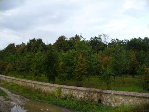 Svisłač. Manor park of the Tyškievič former Manor-place